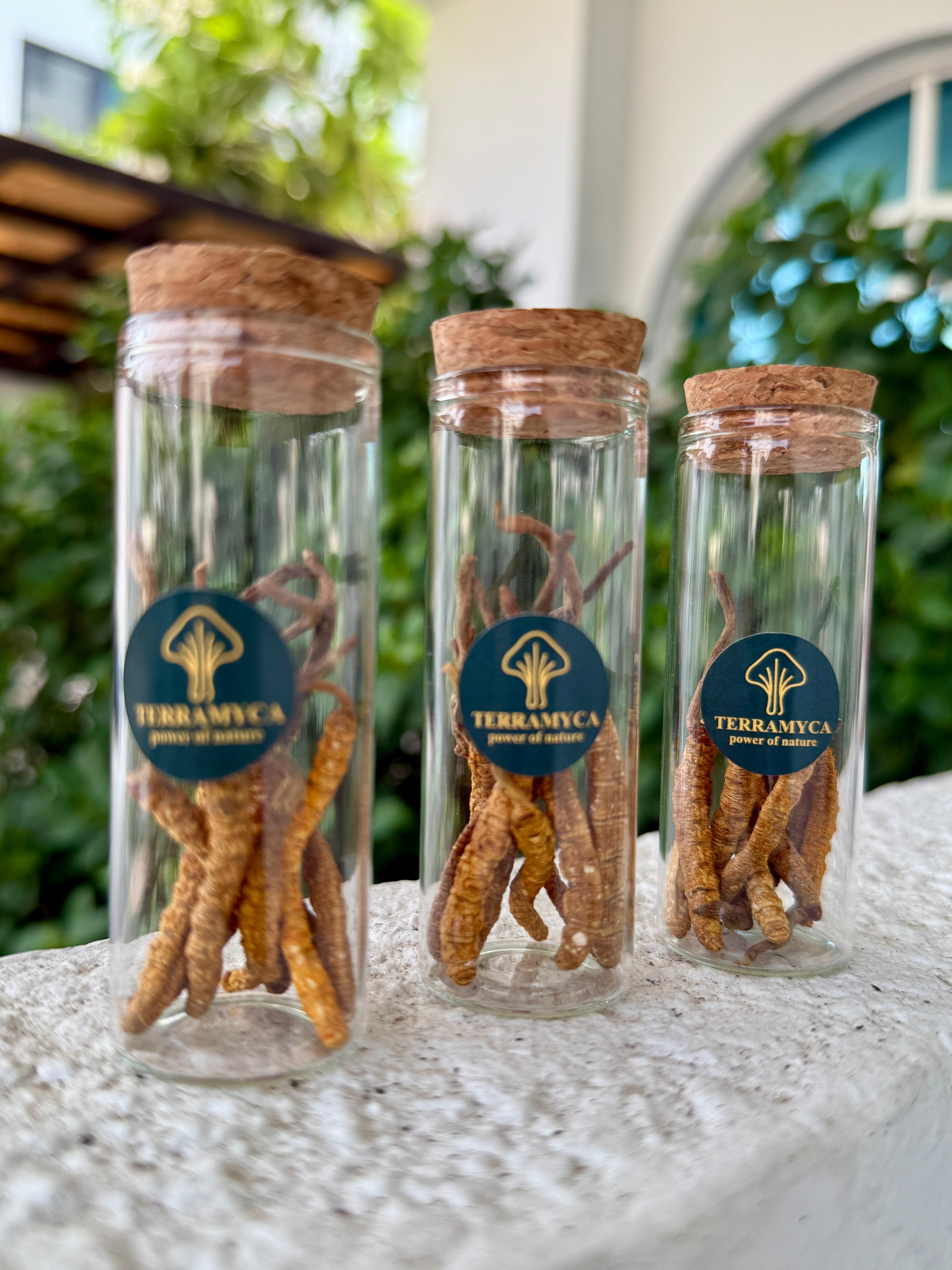 Cordyceps – The Mushroom of Vitality and Cellular Resilience